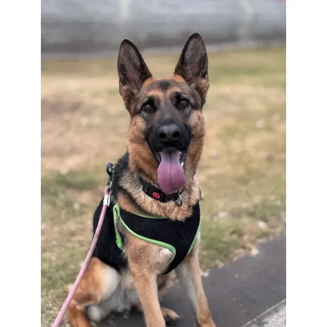 Centro de Bienestar Animal Kely
